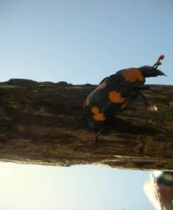 Up close and personal with the American Bury Beetle (Nicrophorus americanus).