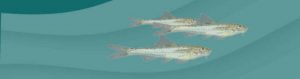 minnow