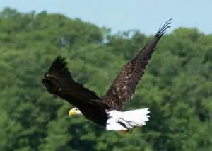John Jones taking flight