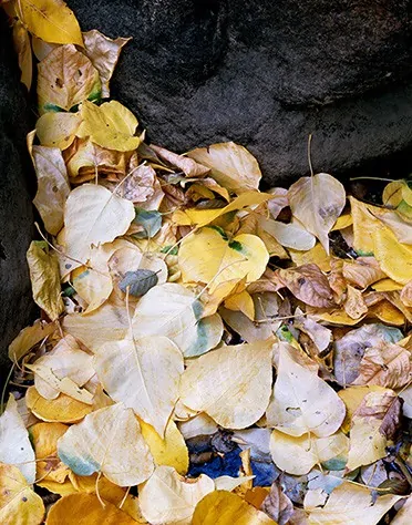 Flowing Leaves