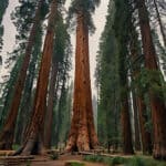 trees