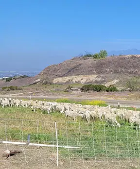 herd grazing steep landfill slopes