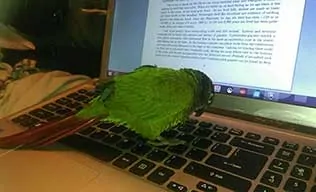 parrot