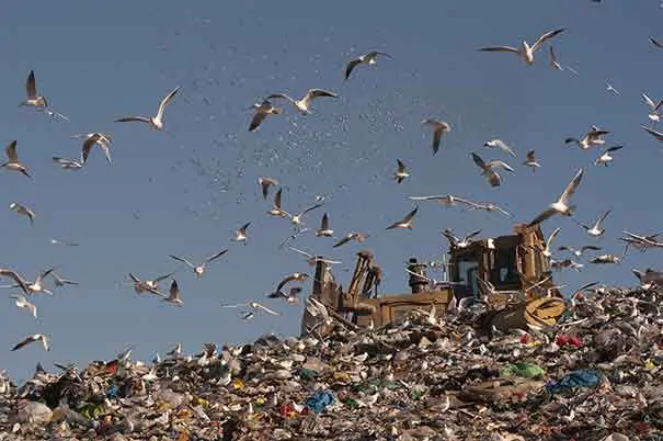 Non-lethal wildlife management at landfills helps to reduce E. coli counts in stormwater.