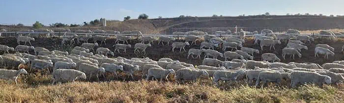 sheep grazing landfill